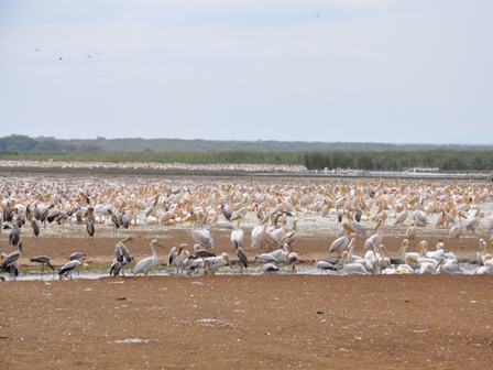 Lake Manyara National Park